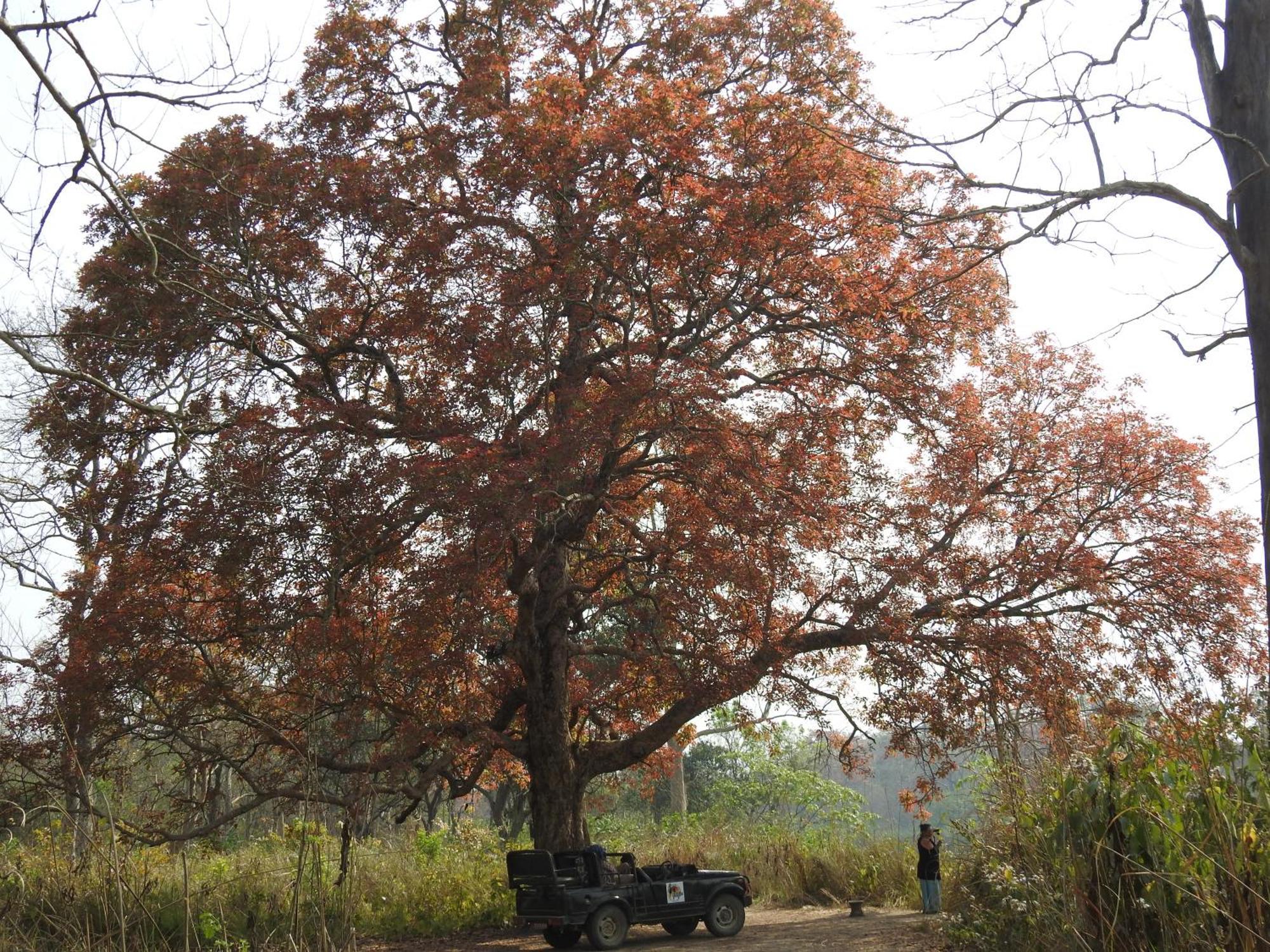 Babai Resort Pvt Ltd Bardiya Εξωτερικό φωτογραφία